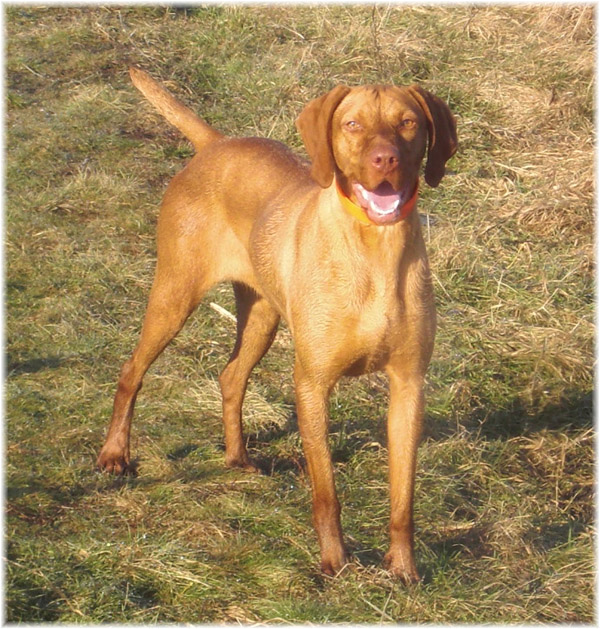 Eladó Magyar vizsla szuka